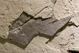 Green River Fossil Fish Mural with Rare Ultrashort-Nose Gar Fish #370577-10